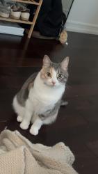 Lost Female Cat last seen Palos verdes dr east, Rancho Palos Verdes, CA 90275
