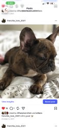 Lost Female Dog last seen Lafayette Road, Indianapolis, IN 46204