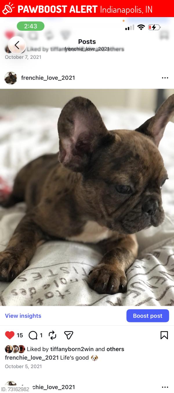 Lost Female Dog last seen Lafayette Road, Indianapolis, IN 46204