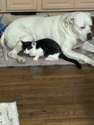 Lost Female Cat last seen Eastview/Bond st, Whitehouse, OH 43571