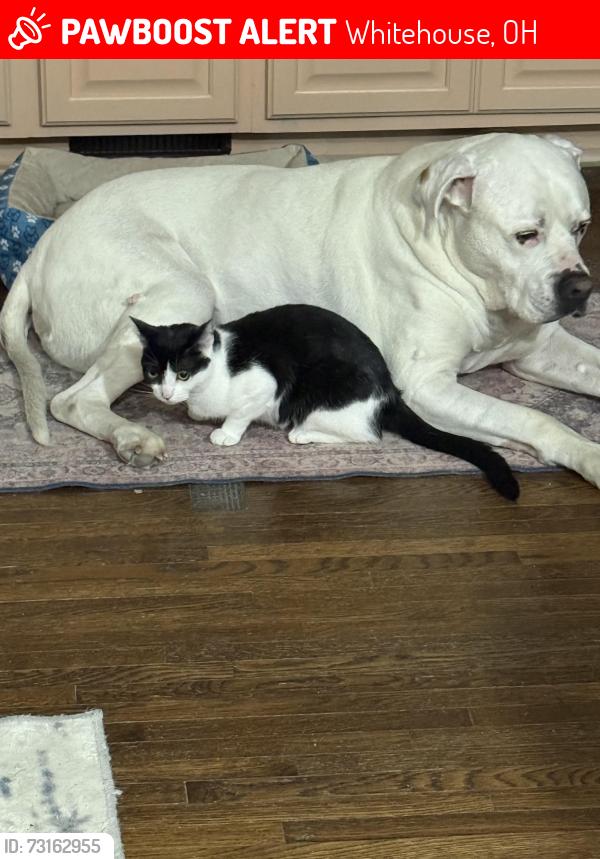 Lost Female Cat last seen Eastview/Bond st, Whitehouse, OH 43571