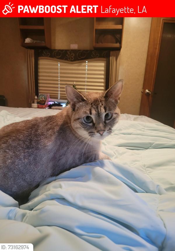 Lost Female Cat last seen Driftwood dr, Lafayette, LA 70503