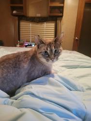 Lost Female Cat last seen Driftwood dr, Lafayette, LA 70503
