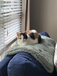 Lost Female Cat last seen Between the McDonald’s and Catawba Creek Golf Course, Gastonia, NC 28054