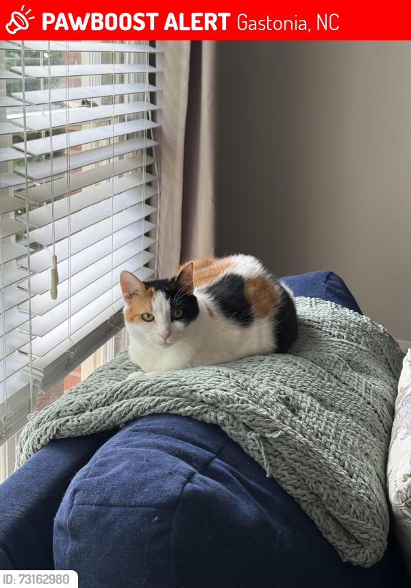 Lost Female Cat last seen Between the McDonald’s and Catawba Creek Golf Course, Gastonia, NC 28054
