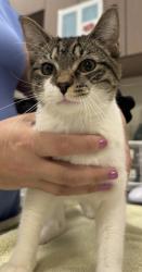 Shelter Stray Male Cat last seen 126th St/Rangeline Rd, Carmel City, IN, 10501 Hague Rd, Fishers, IN 46038, USA