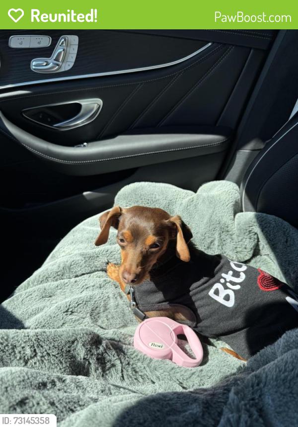 Reunited Female Dog last seen Hoff road, O'Fallon, MO 63366