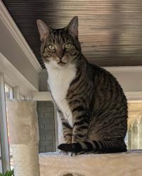 Lost Male Cat last seen 39th Street, Indianapolis, IN 46205