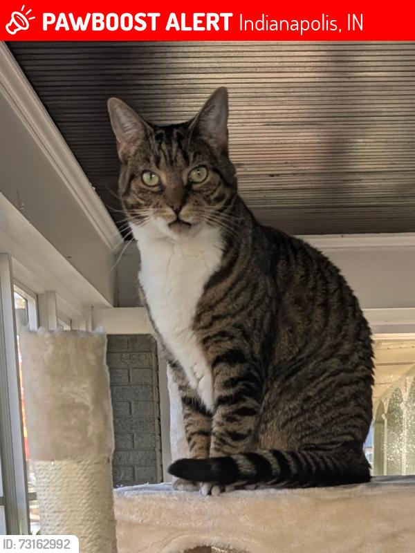 Lost Male Cat last seen 39th Street, Indianapolis, IN 46205