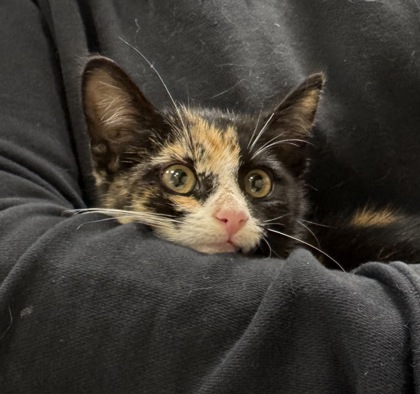 Shelter Stray Female Cat last seen Near E 21st St, Carmel City, IN, 10501 Hague Rd, Fishers, IN 46038, USA