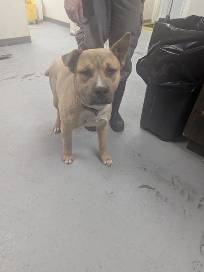 Shelter Stray Male Dog last seen Near Jerales Rd., Jarales,, 1209 NM-314, Los Lunas, NM 87031, USA