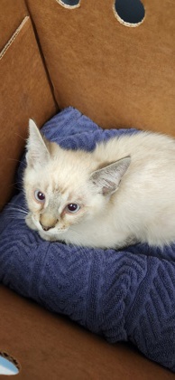 Shelter Stray Male Cat last seen Fruitvale, Lincoln, CA, 200 Tahoe Ave, Roseville, CA 95678, USA