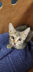 Shelter Stray Female Cat last seen Fruitvale, Lincoln, CA, 200 Tahoe Ave, Roseville, CA 95678, USA