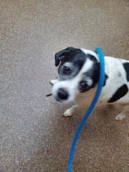 Shelter Stray Male Dog last seen Near W Ashley Cir, City of Charleston, SC, 2455 Remount Rd, North Charleston, SC 29406, USA