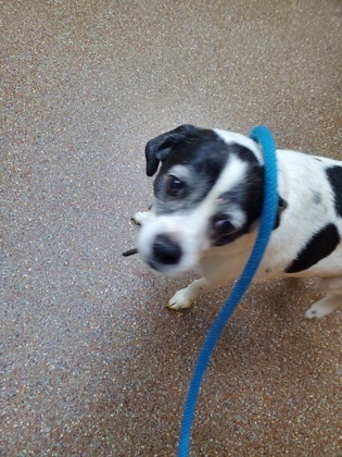 Shelter Stray Male Dog last seen Near W Ashley Cir, City of Charleston, SC, 2455 Remount Rd, North Charleston, SC 29406, USA