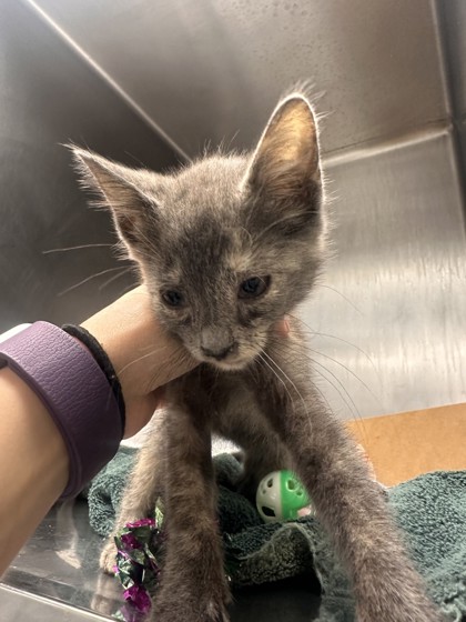 Shelter Stray Female Cat last seen Roseville St / Cirby, Roseville City, CA, 200 Tahoe Ave, Roseville, CA 95678, USA