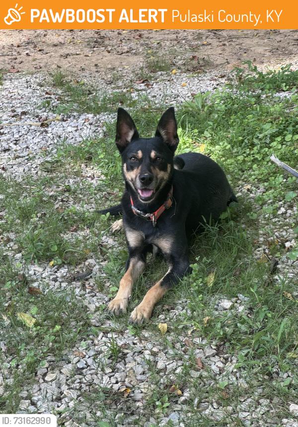 Found/Stray Female Dog last seen Horse Lick/Rockcastle River, Pulaski County, KY 40744