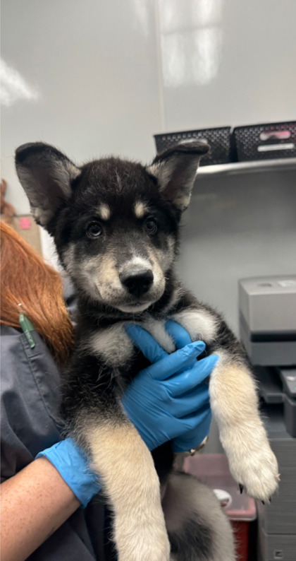 Shelter Stray Male Dog last seen Near Pinewind Way, Berkeley County, SC, 2455 Remount Rd, North Charleston, SC 29406, USA