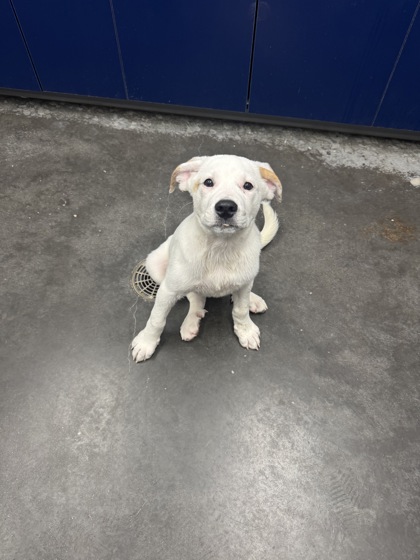 Shelter Stray Female Dog last seen Near Amy Drive, Berkeley County, SC, 2455 Remount Rd, North Charleston, SC 29406, USA