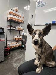 Shelter Stray Female Dog last seen Frankie Lane, Berkeley County, SC, 2455 Remount Rd, North Charleston, SC 29406, USA