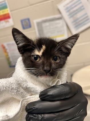 Shelter Stray Female Cat last seen Great Falls, 22066, Riva Ridge Dr & Kettle Pond Ln, Fairfax County, VA, 4500 West Ox Rd, Fairfax, VA 22030, USA