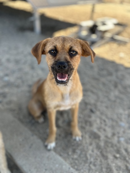 Shelter Stray Male Dog last seen N Clovis Ave & N Shasta Ave, Kerman Zone Fresno CO 1A 93630, CA, 1510 W Dan Ronquillo Dr, Fresno, CA 93706, USA