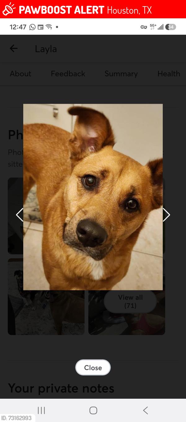 Lost Female Dog last seen Burma rd and rapido rd, Houston, TX 77033