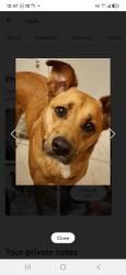 Lost Female Dog last seen Burma rd and rapido rd, Houston, TX 77033