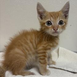 Shelter Stray Male Cat last seen Ridge Cv and Rock Prairie Rd, Brazos County, TX, 5359 Leonard Rd, Bryan, TX 77807, USA