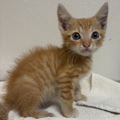 Shelter Stray Male Cat last seen Ridge Cv and Rock Prairie Rd, Brazos County, TX, 5359 Leonard Rd, Bryan, TX 77807, USA
