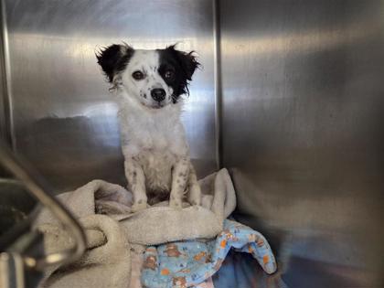 Shelter Stray Male Dog last seen Riverwalk Hutto Texas, City of Hutto, TX, 1855 SE Inner Loop, Georgetown, TX 78626, USA