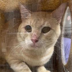 Shelter Stray Male Cat last seen Jim Mathis Rd/ Kurten Cemetery Rd, Brazos County, TX, 5359 Leonard Rd, Bryan, TX 77807, USA