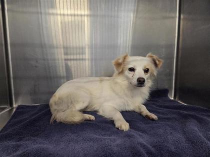 Shelter Stray Male Dog last seen Riverwalk Are Hutto., City of Hutto, TX, 1855 SE Inner Loop, Georgetown, TX 78626, USA