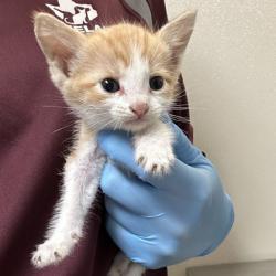 Shelter Stray Male Cat last seen Mills Park Cir/Arrington, City of College Station, TX, 5359 Leonard Rd, Bryan, TX 77807, USA