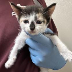 Shelter Stray Female Cat last seen Mills Park Cir/Arrington, City of College Station, TX, 5359 Leonard Rd, Bryan, TX 77807, USA