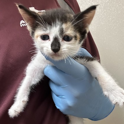 Shelter Stray Female Cat last seen Mills Park Cir/Arrington, City of College Station, TX, 5359 Leonard Rd, Bryan, TX 77807, USA