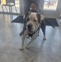 Shelter Stray Male Dog last seen , , TX, 355 Hillshire Dr, Haslet, TX 76052, USA