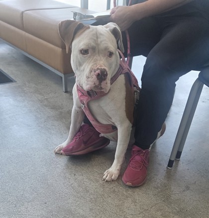 Shelter Stray Female Dog last seen , , TX, 355 Hillshire Dr, Haslet, TX 76052, USA
