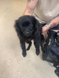 Shelter Stray Male Dog last seen Near Jones St., Central District, TX, 355 Hillshire Dr, Haslet, TX 76052, USA