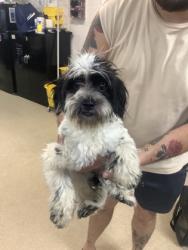 Shelter Stray Female Dog last seen Near Jones St., Central District, TX, 355 Hillshire Dr, Haslet, TX 76052, USA