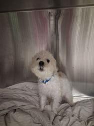 Shelter Stray Male Dog last seen Near Amhurst Bnd, South Fulton,, 1251 Fulton Industrial Blvd NW, Atlanta, GA 30336, USA