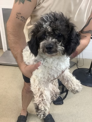 Shelter Stray Female Dog last seen Near Jones St., Central District, TX, 355 Hillshire Dr, Haslet, TX 76052, USA