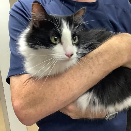 Shelter Stray Female Cat last seen , , TX, 355 Hillshire Dr, Haslet, TX 76052, USA