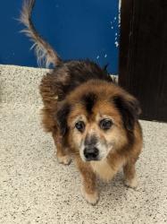 Shelter Stray Male Dog last seen Near laurel ridge way, East Point, GA, 1251 Fulton Industrial Blvd NW, Atlanta, GA 30336, USA