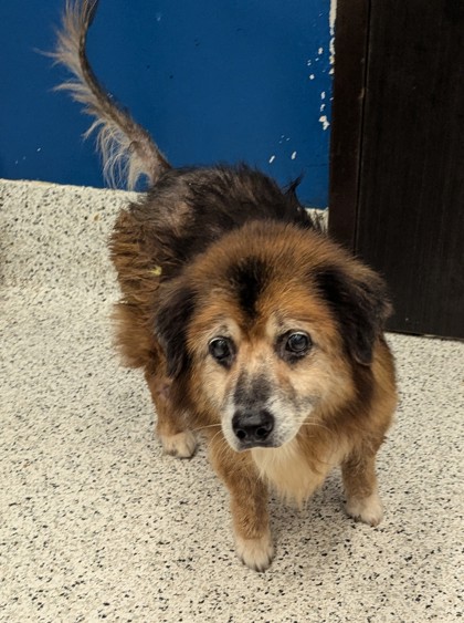 Shelter Stray Male Dog last seen Near laurel ridge way, East Point, GA, 1251 Fulton Industrial Blvd NW, Atlanta, GA 30336, USA