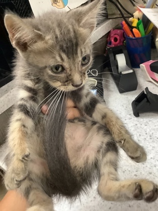 Shelter Stray Female Cat last seen Near wilbarger st, East District, TX, 355 Hillshire Dr, Haslet, TX 76052, USA