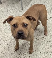 Shelter Stray Female Dog last seen Near Charlotte Pl., Atlanta, GA, 1251 Fulton Industrial Blvd NW, Atlanta, GA 30336, USA