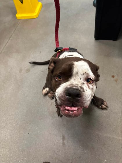 Shelter Stray Female Dog last seen Near Comet Street, 21202, MD, 301 Stockholm St, Baltimore, MD 21230, USA