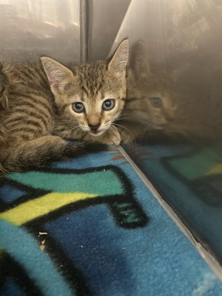 Shelter Stray Female Cat last seen Near S Glenburnie Rd, New Bern City Limits,, 1639 Old Airport Rd, New Bern, NC 28562, USA