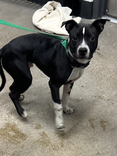 Shelter Stray Male Dog last seen Near E 85, 3rd District, OH, 9203 Detroit Ave, Cleveland, OH 44102, USA